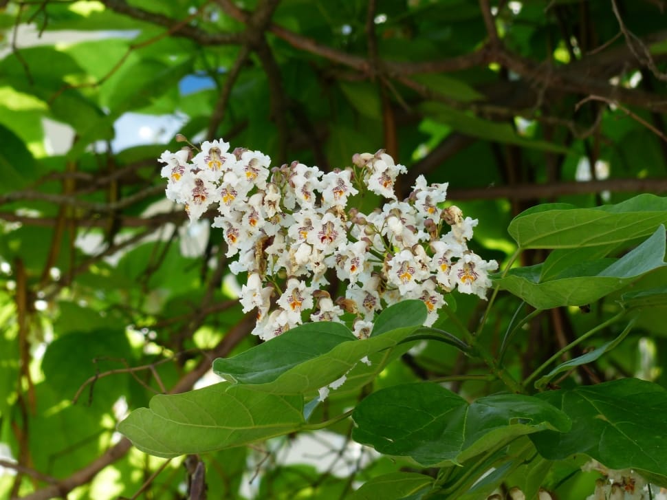 white chestnut flower preview