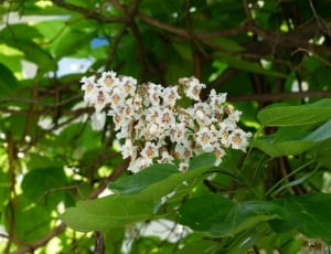 white chestnut flower thumbnail
