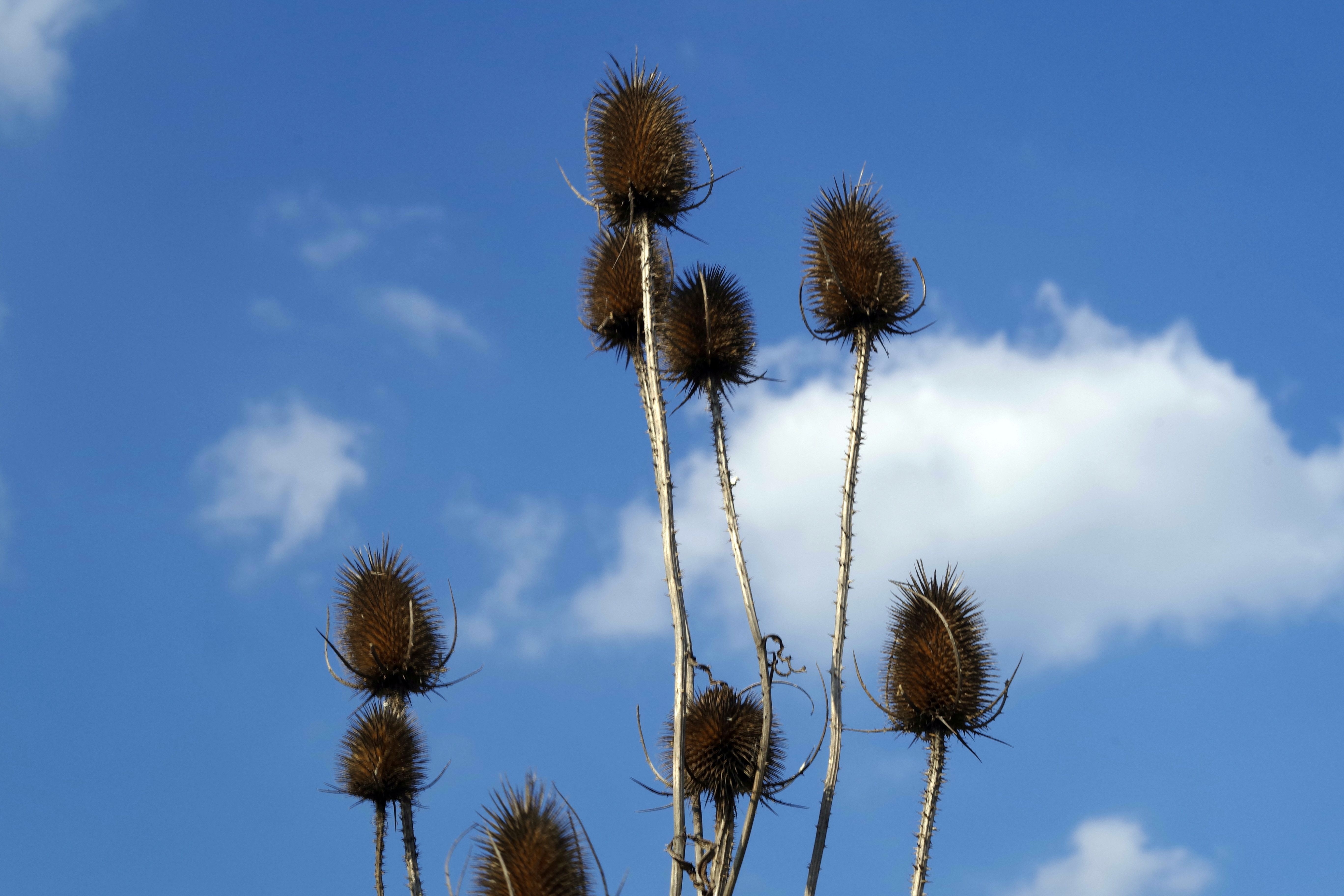 3840x2160 wallpaper | cotton plant | Peakpx