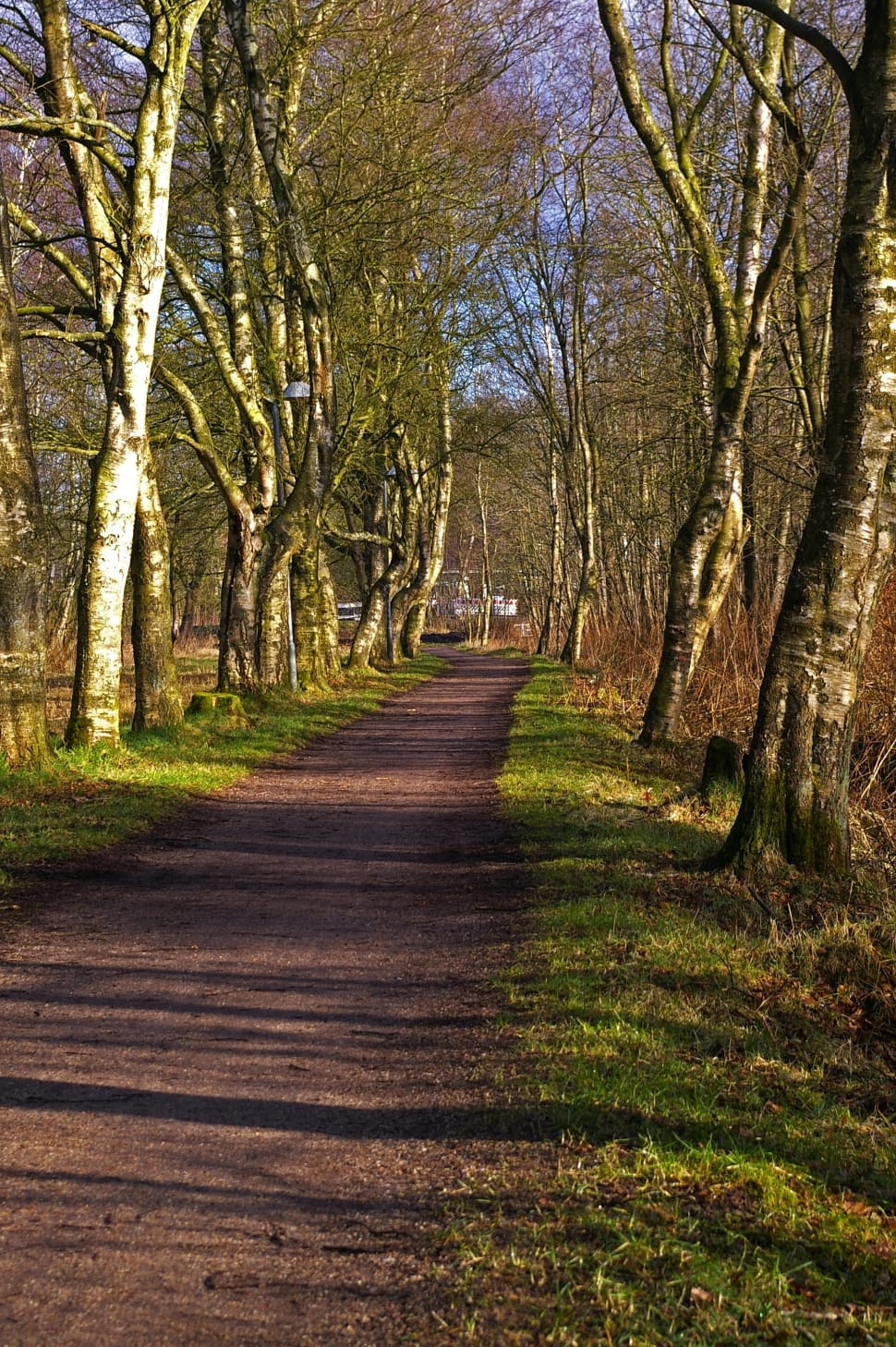 green leaved trees preview