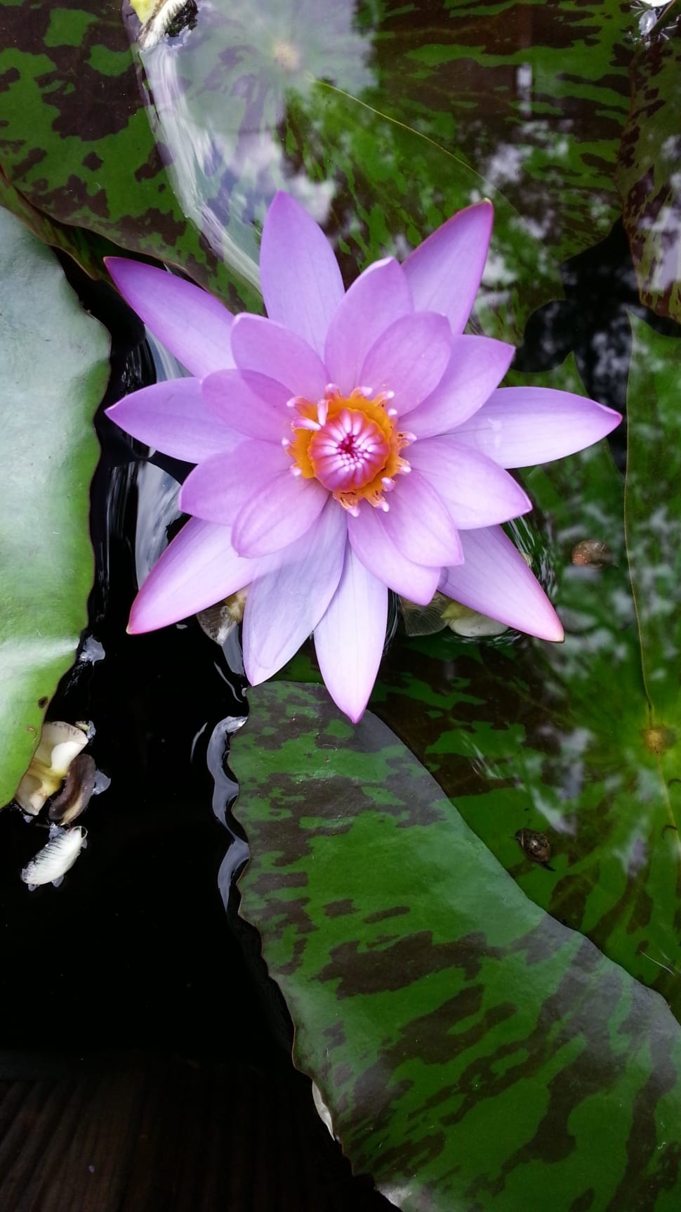 purple water lotus preview