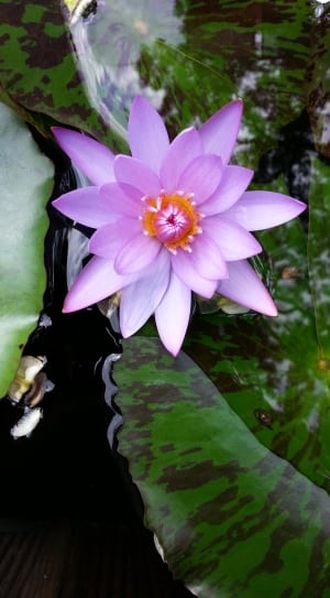 purple water lotus thumbnail