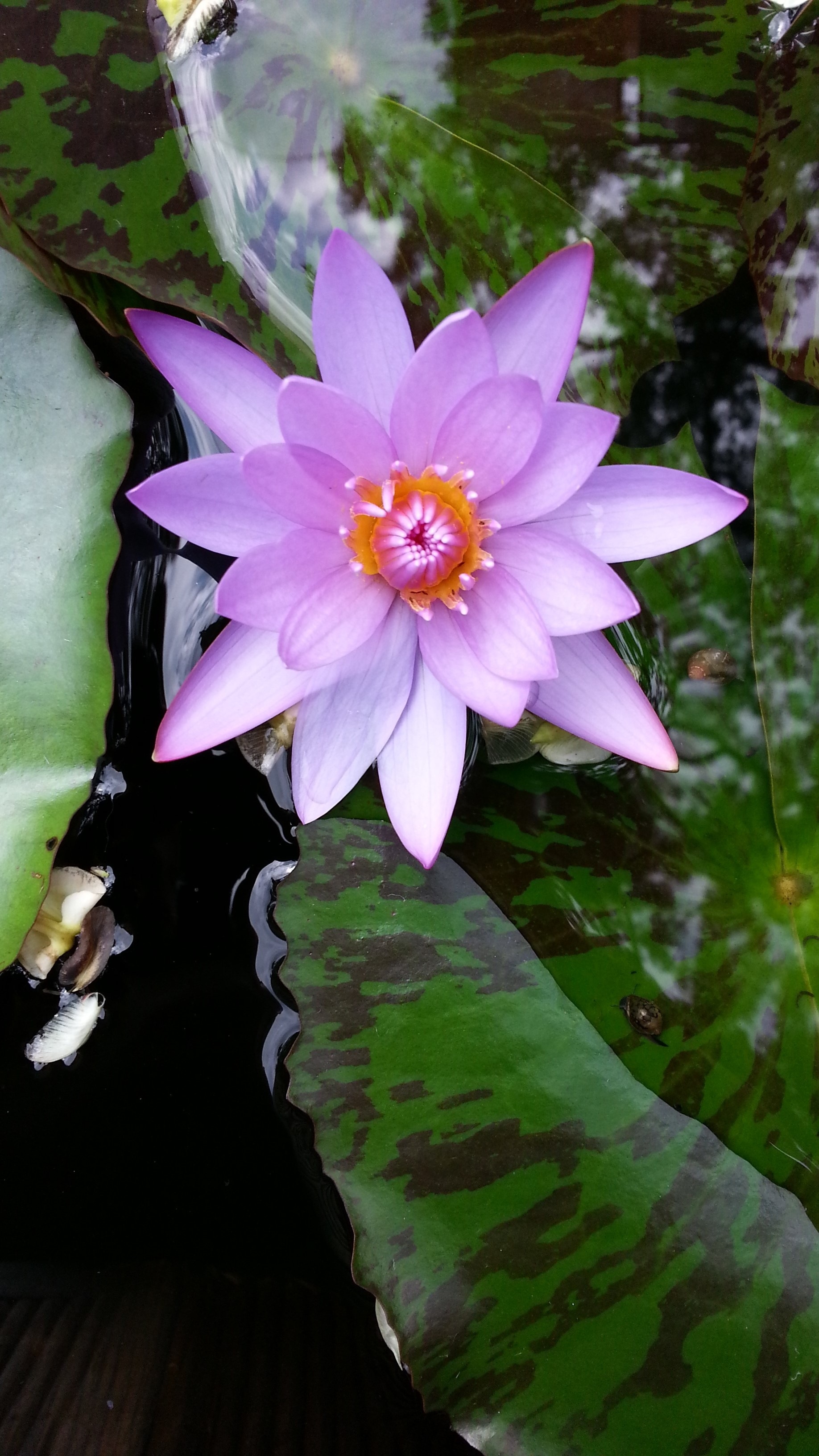 purple water lotus