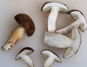 white and brown wild mushroom thumbnail