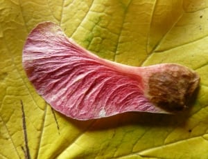 purple leaf thumbnail