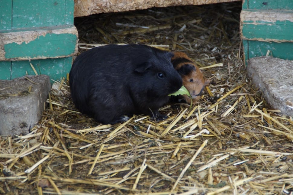 black and brown guinea pigs preview