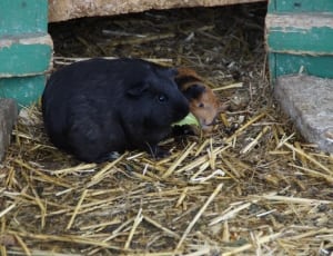 black and brown guinea pigs thumbnail