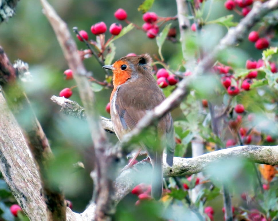 orange and brown bird on tree branch during daytime preview