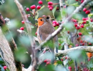 orange and brown bird on tree branch during daytime thumbnail