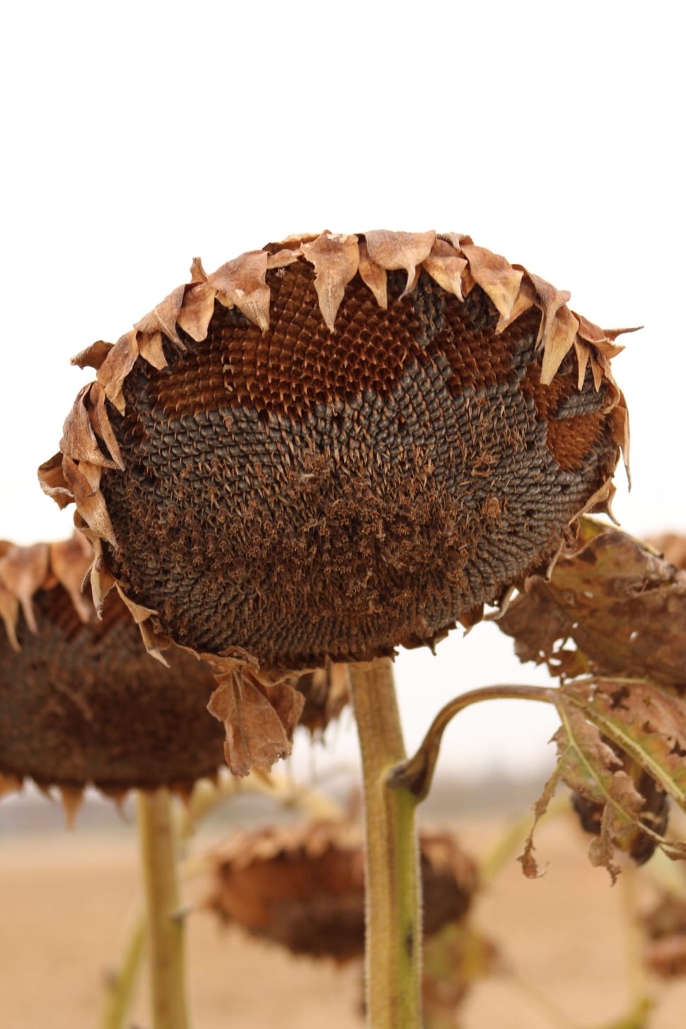 brown sunflower preview