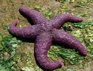 purple star fish thumbnail