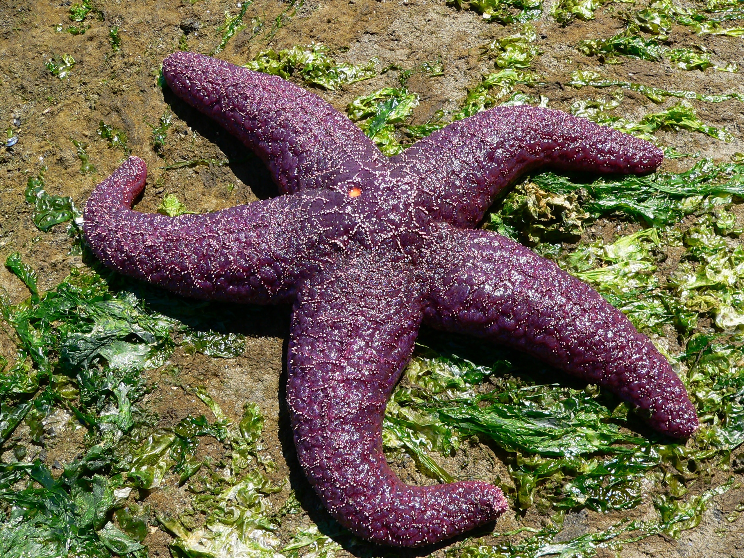 purple star fish
