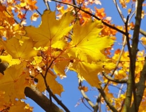 yellow maple leafs thumbnail