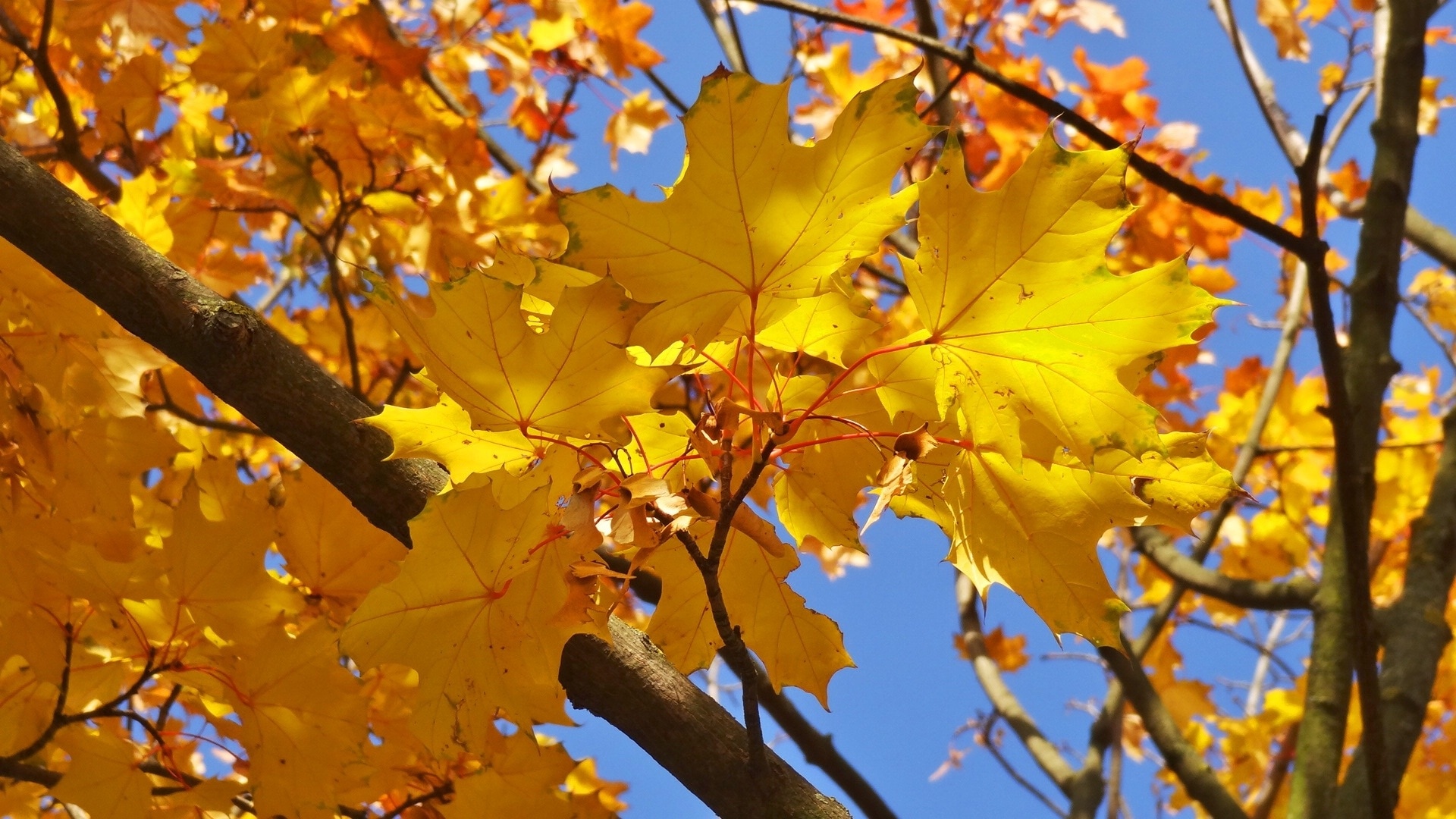 yellow maple leafs