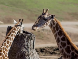 two giraffe  during daytime thumbnail