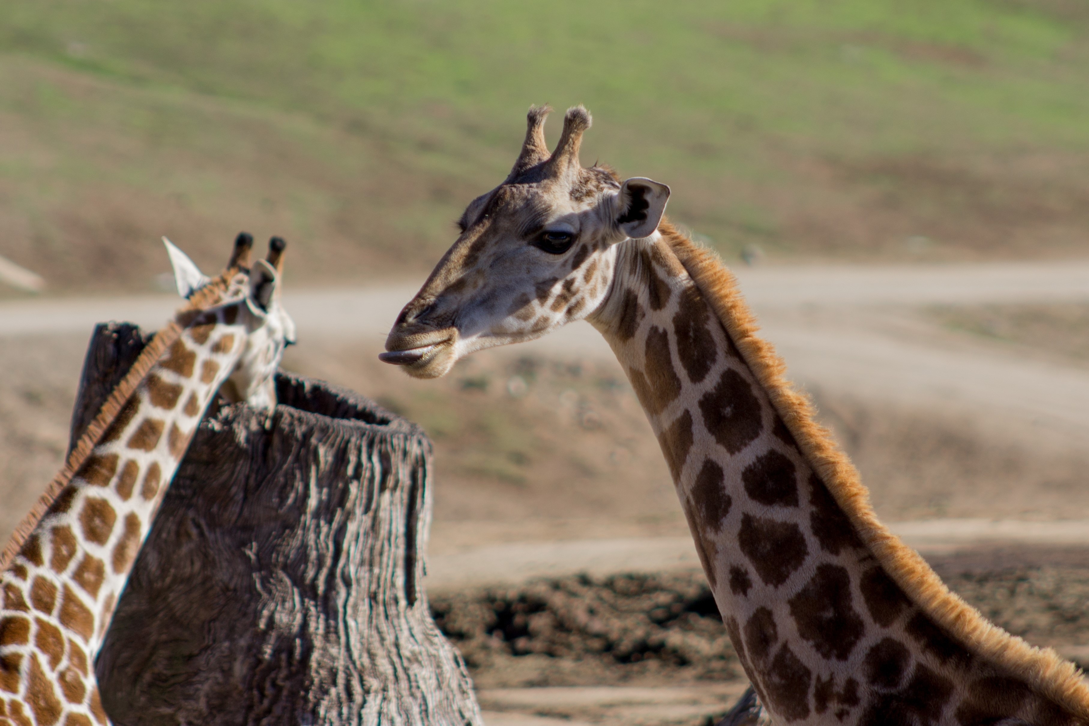 two giraffe  during daytime