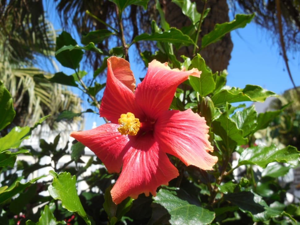 red and pink hibiscus preview