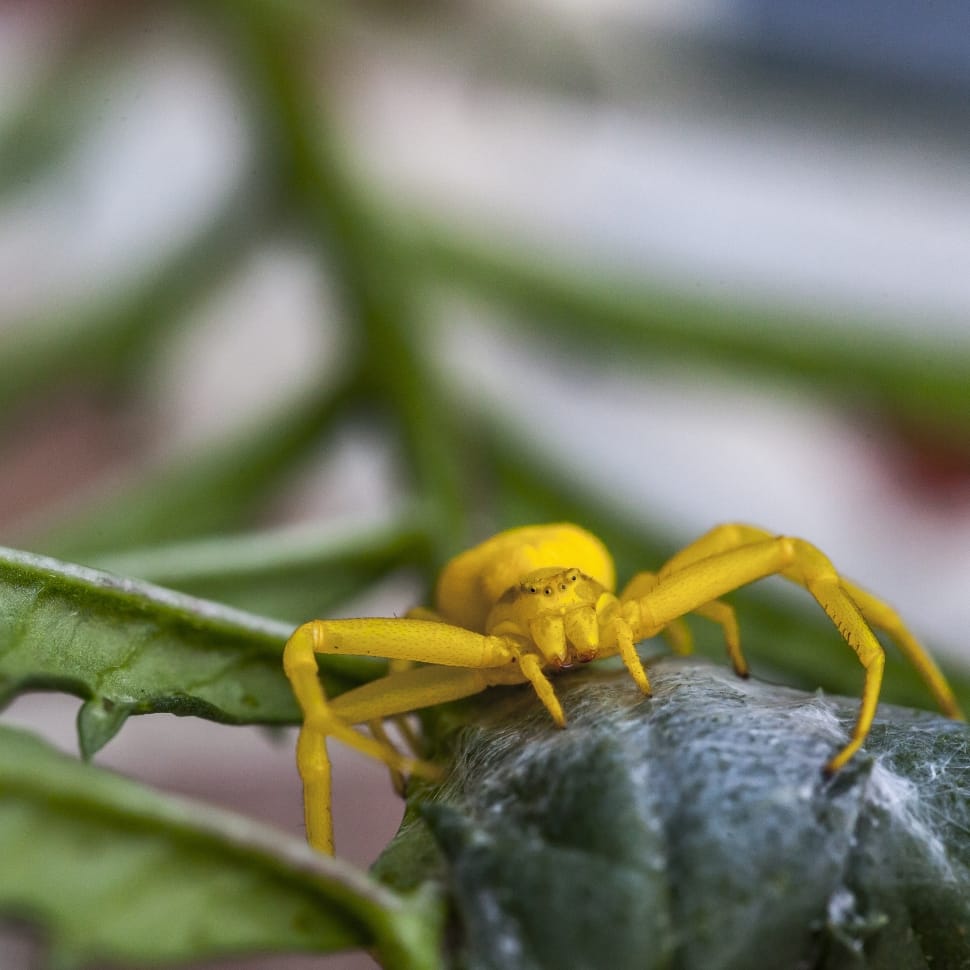 Flower Crab Spider, Crab Spider, Yellow, one animal, animal themes preview