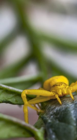 Flower Crab Spider, Crab Spider, Yellow, one animal, animal themes thumbnail