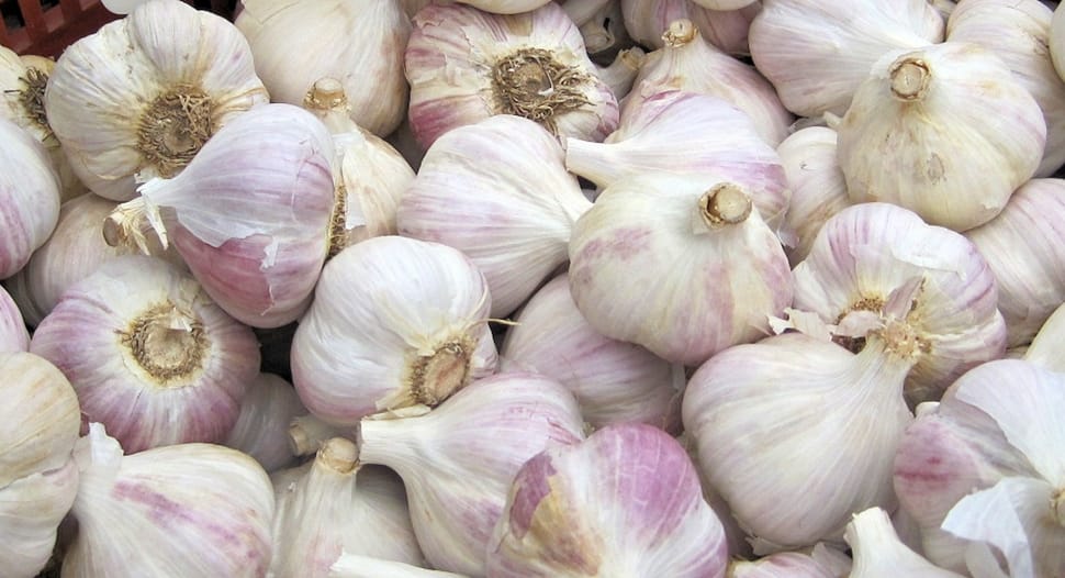 white garlic preview