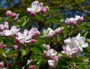 white pink apple blossoms thumbnail