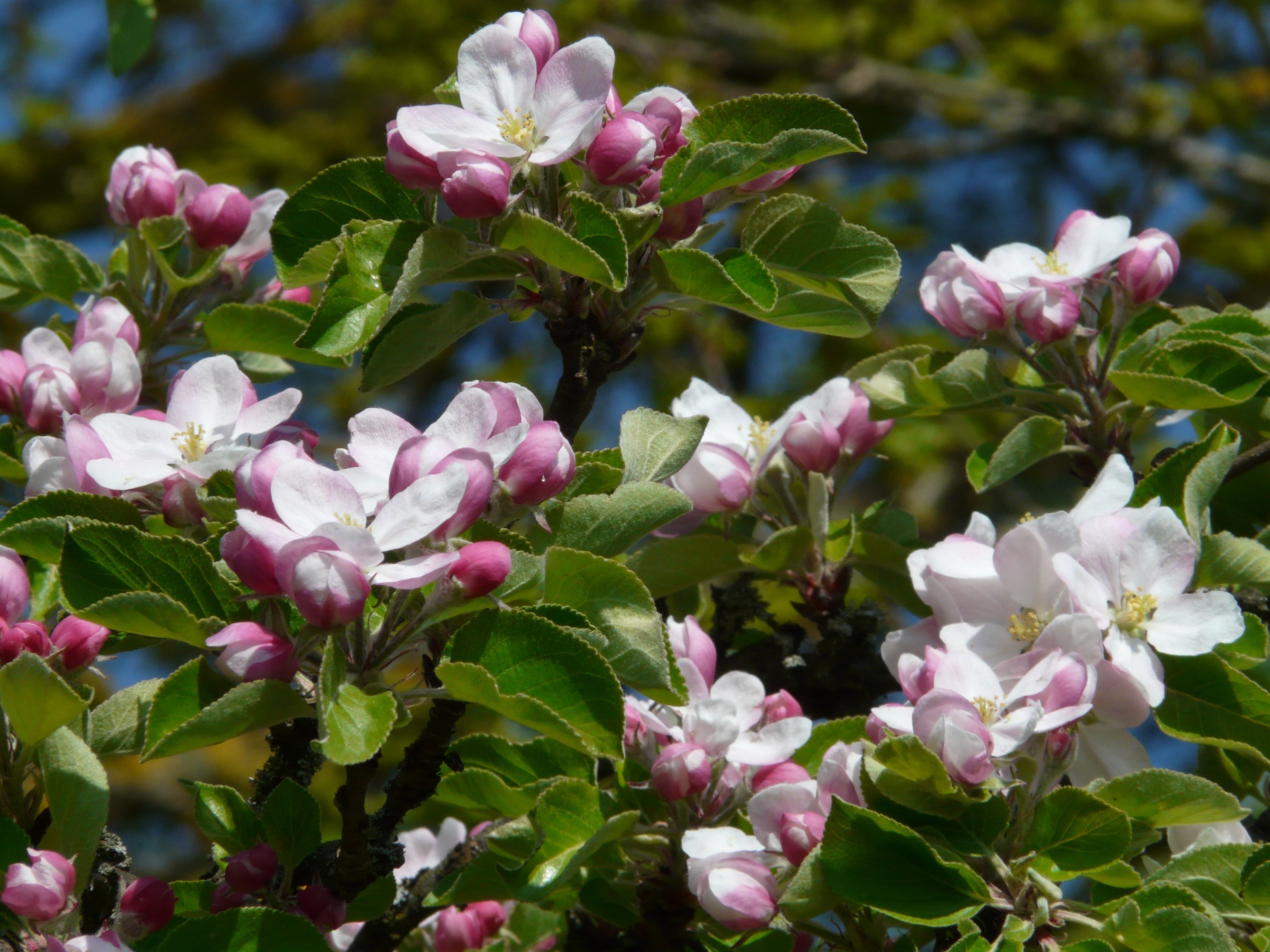 white pink apple blossoms