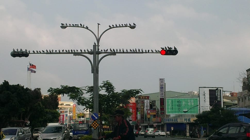 flock of bird and gray traffic lights preview