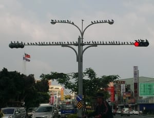 flock of bird and gray traffic lights thumbnail