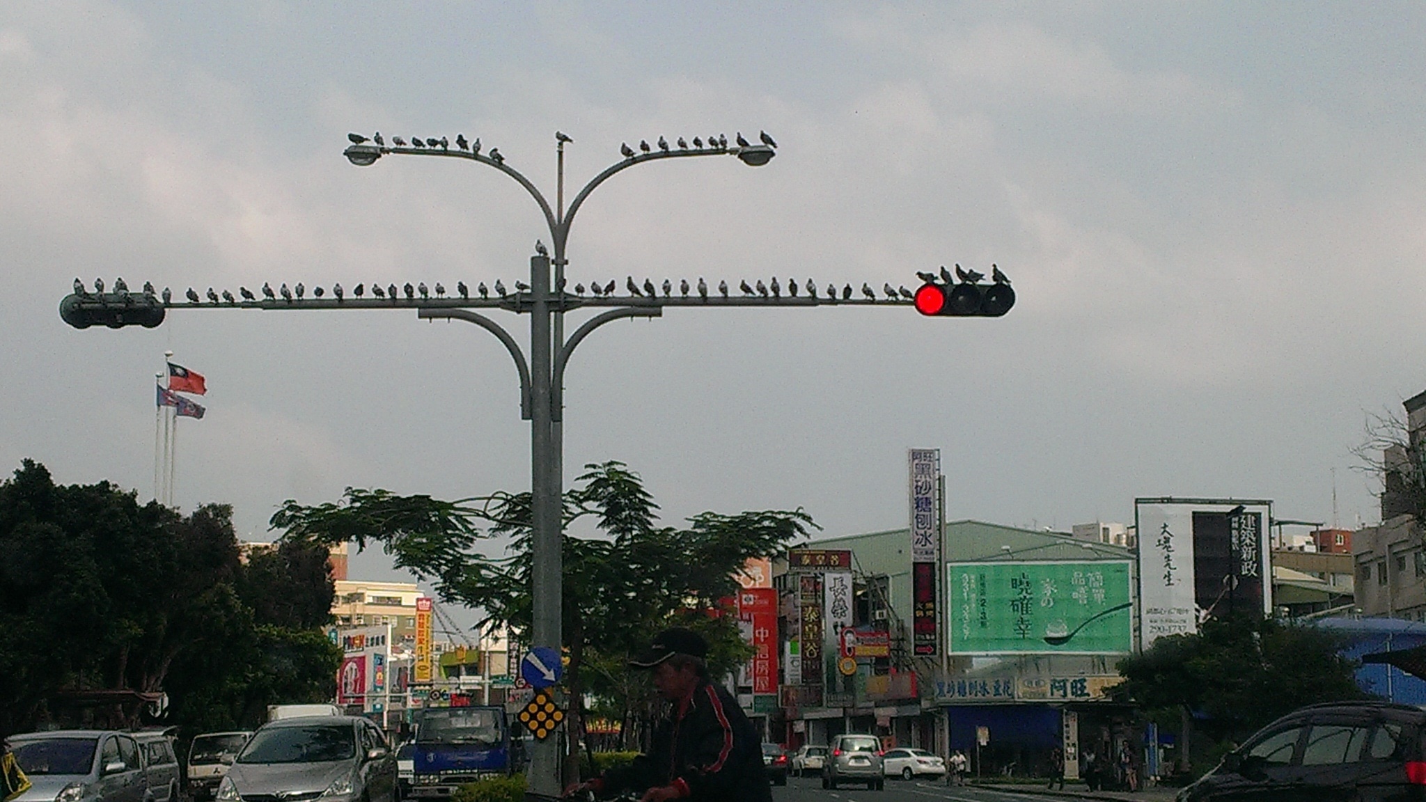 flock of bird and gray traffic lights