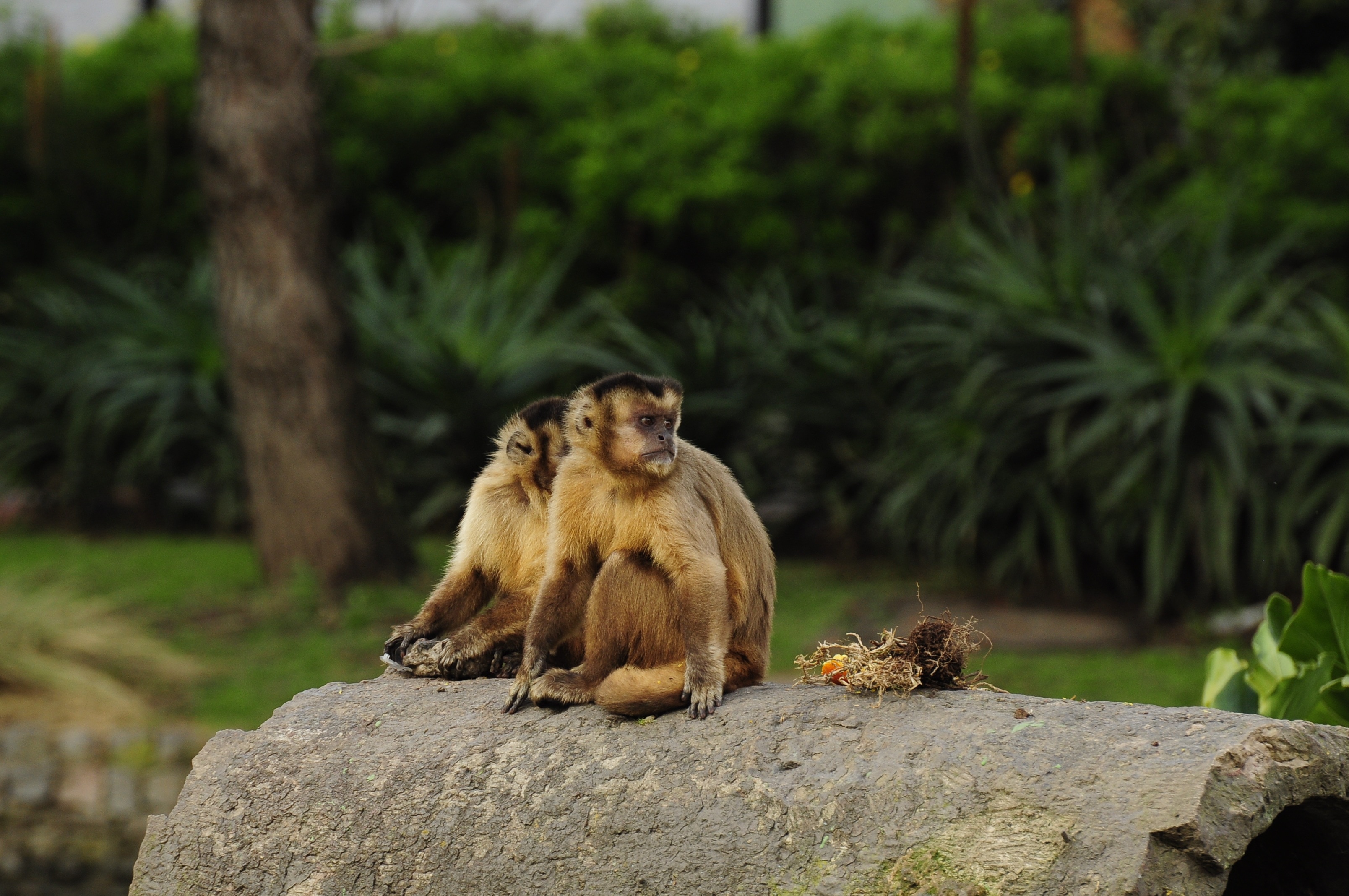 2 brown monkeys