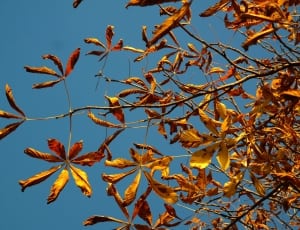 brown leaves autumn thumbnail