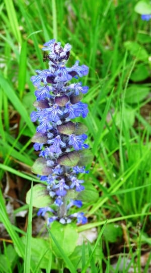 purple orchis thumbnail