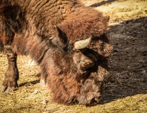 brown bison thumbnail