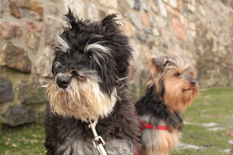 2 yorkshire terrier preview