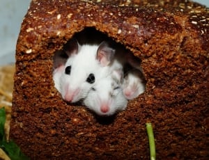 group of mouse thumbnail