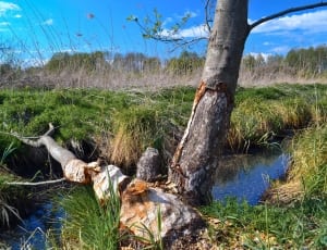 brown tree trunk on green grass over body of water thumbnail