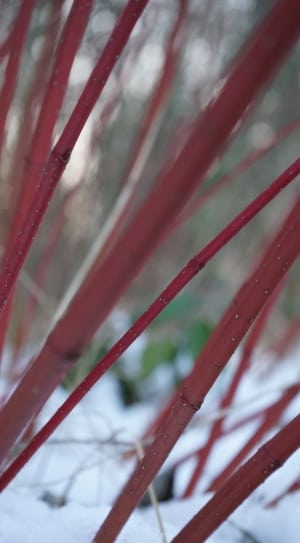 red bamboo sticks thumbnail