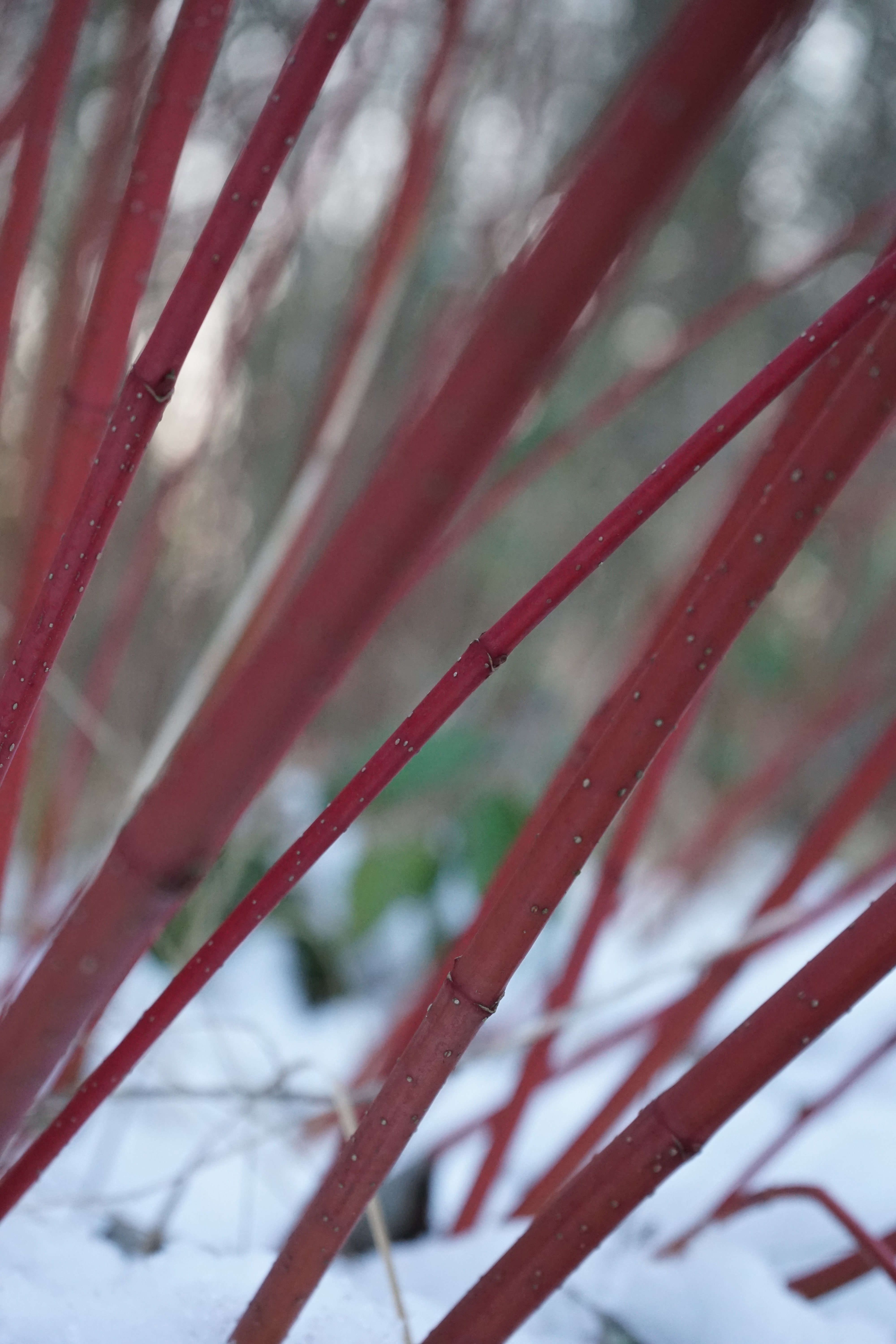 red bamboo sticks