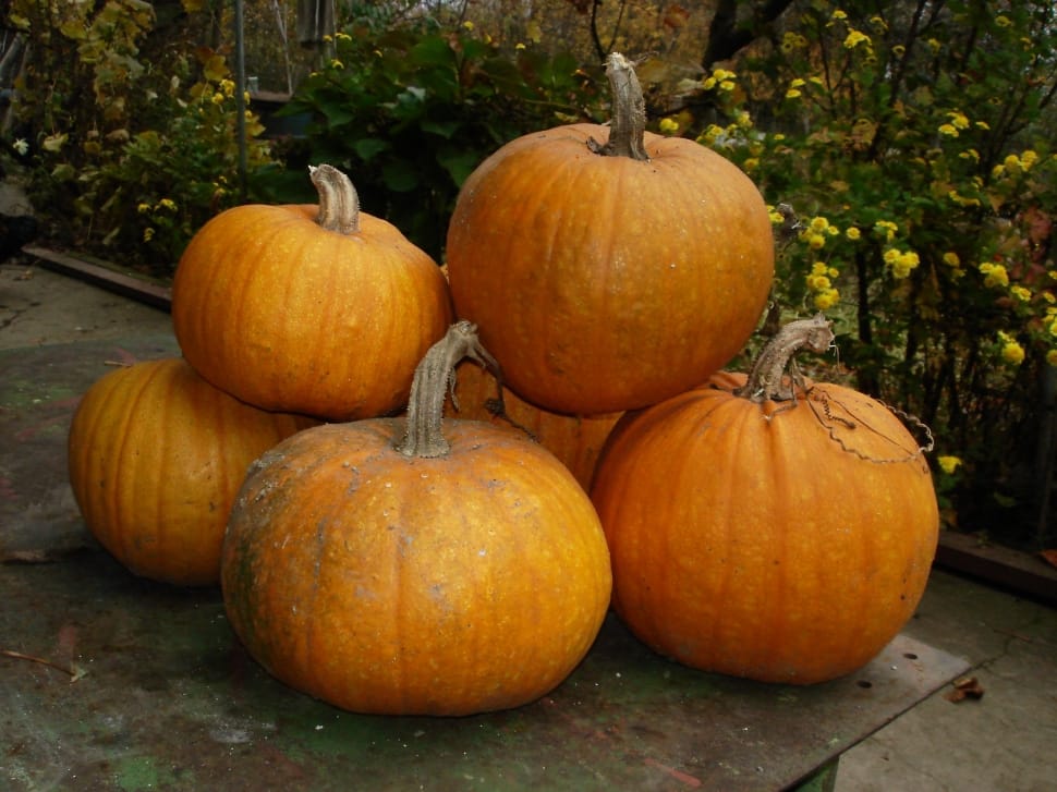 bunch of pumpkins preview