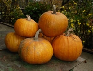 bunch of pumpkins thumbnail