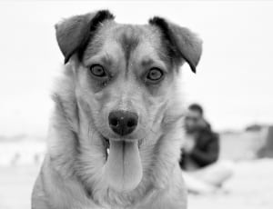 greyscale photo of long coat dog thumbnail