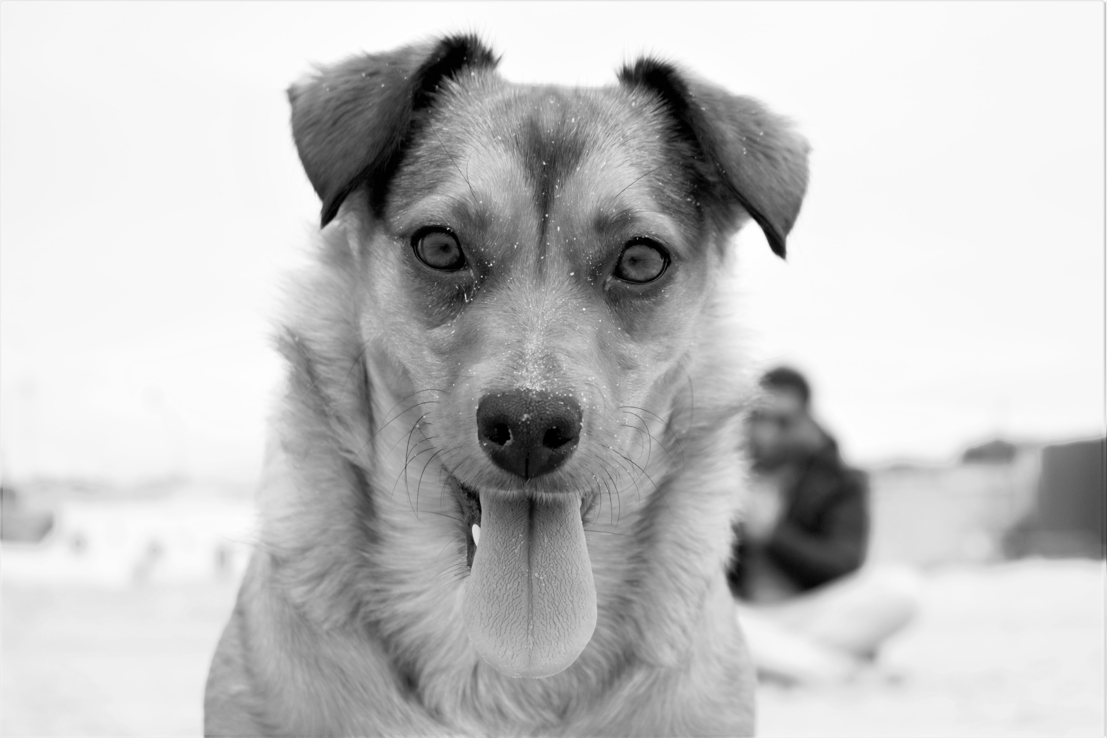 greyscale photo of long coat dog