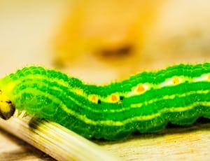 green and beige caterpillar thumbnail