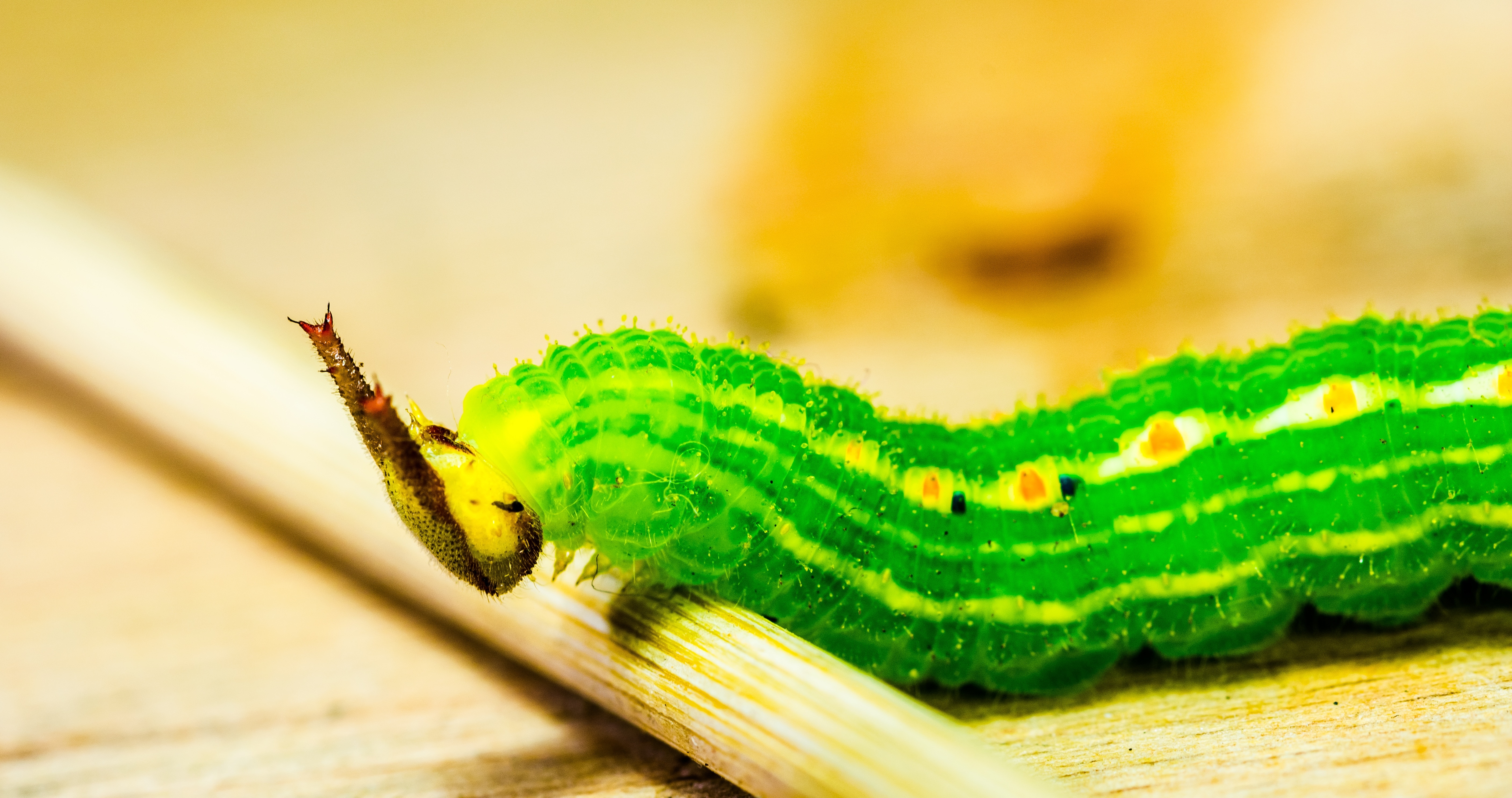 green and beige caterpillar