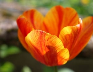 orange poppy thumbnail