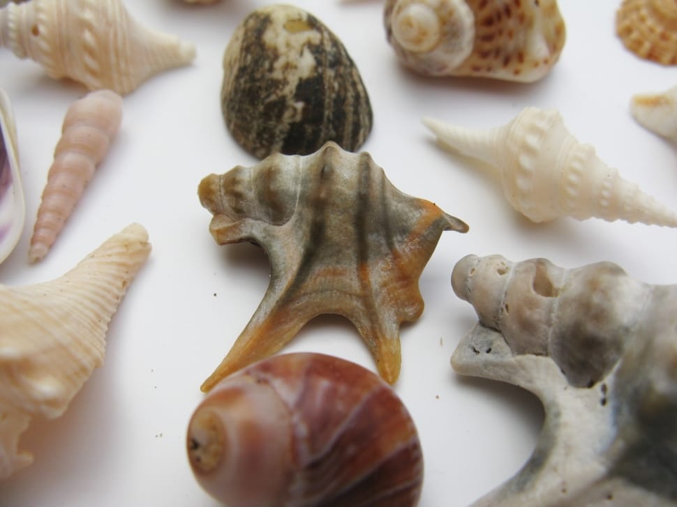 sea shell collection preview