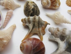 sea shell collection thumbnail