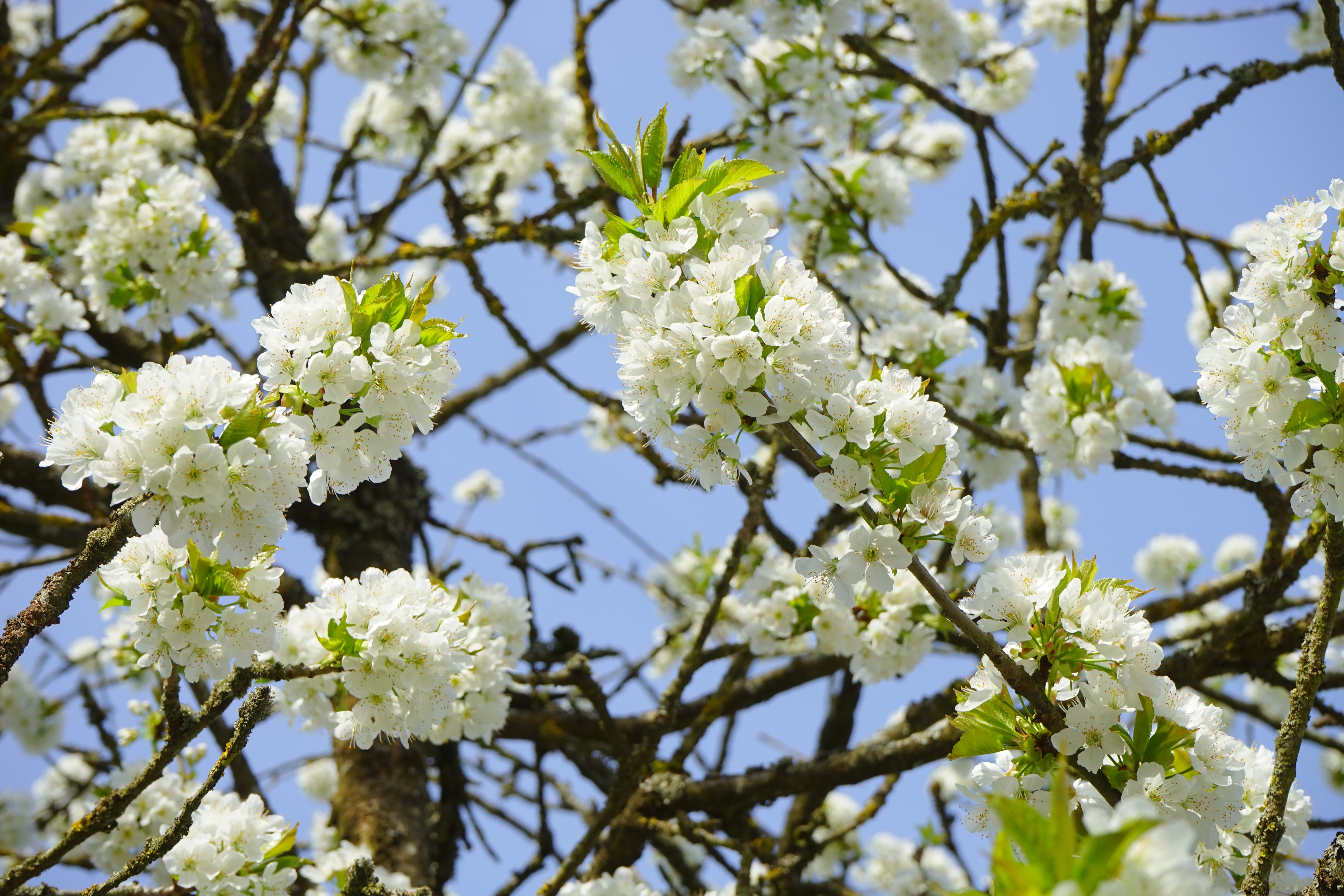 Видела цветущая. Prunus avium Blossom. Прунус ветки. Вишня Маака Цветущая. Деревья цветущие белыми цветами в мае.