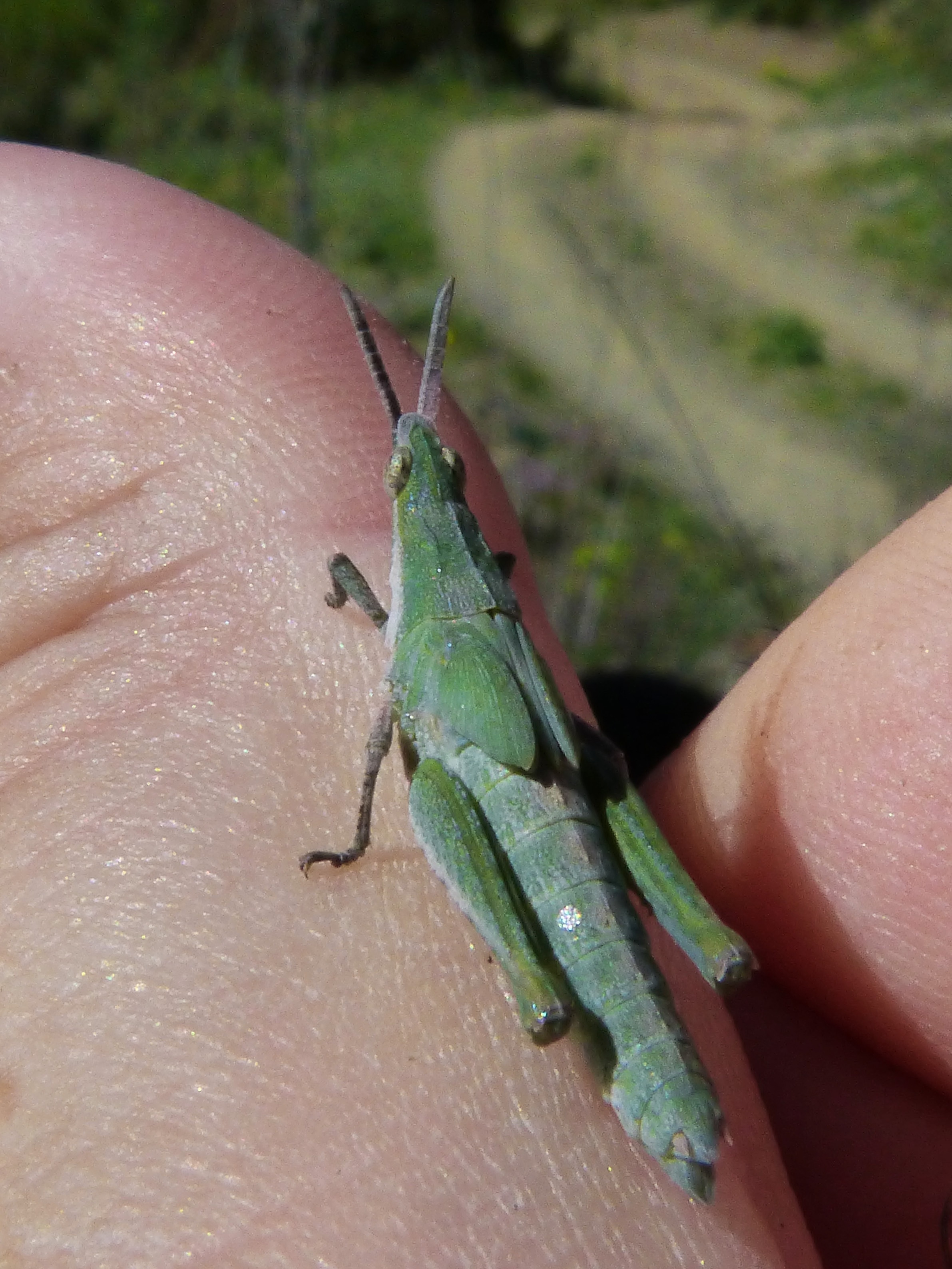 green grasshopper