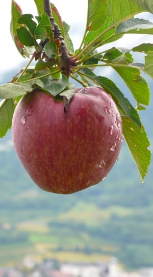 apple fruit on tree thumbnail